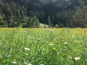 Blumenwiese im Sommer